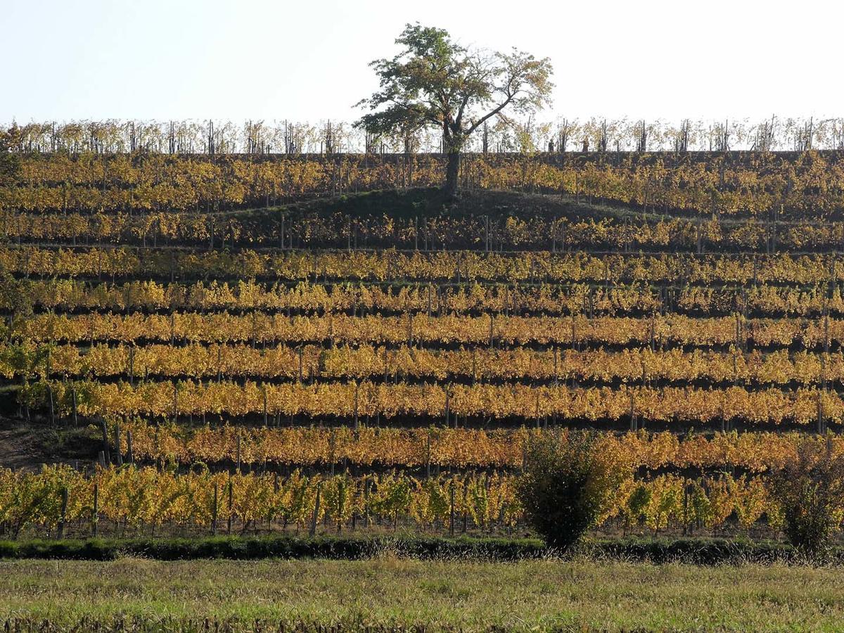 Вилла Casali Del Picchio - Winery Чивидале-дель-Фриули Экстерьер фото